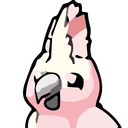 Cockatoo