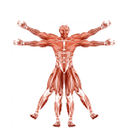 Dr. Muscle